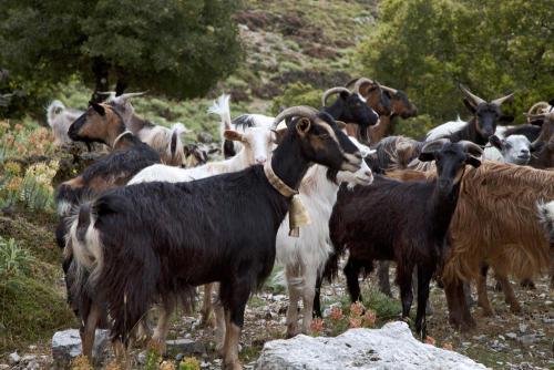 Kefalonia Ziegen bei Kourkoumelata